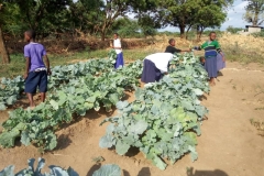 1_Kids_Harvesting_Vegetables