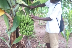 Boy_Removing_Unwanted_Banana_Leafs