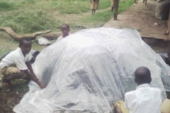 Boys_Protecting_Maize_After_Harvesting