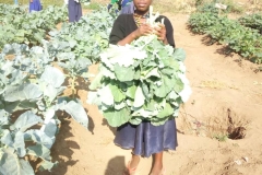 Girl_Harvesting_Vegetable_School_Farm